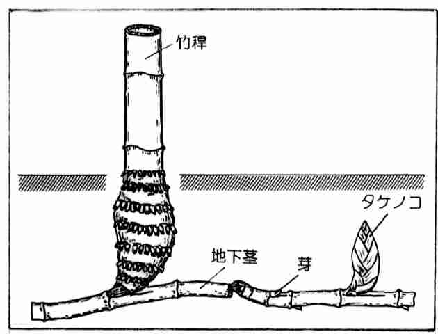 竹の性質 林野庁