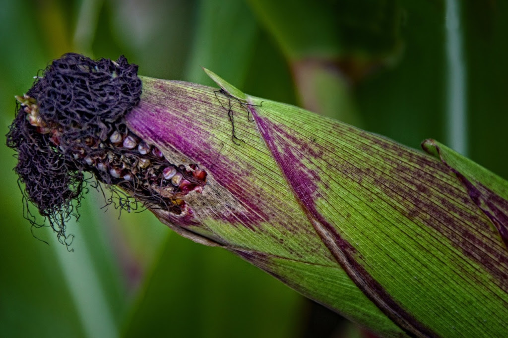 purplecorn