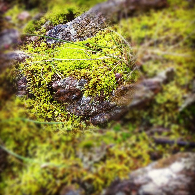 Bushwalk - Mt Majura Nature Reserve