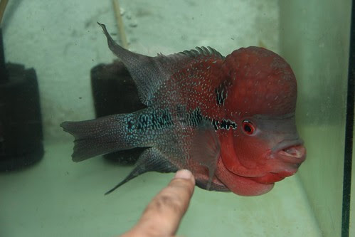 Marziyas Red Dragon Flowerhorn by firoze shakir photographerno1