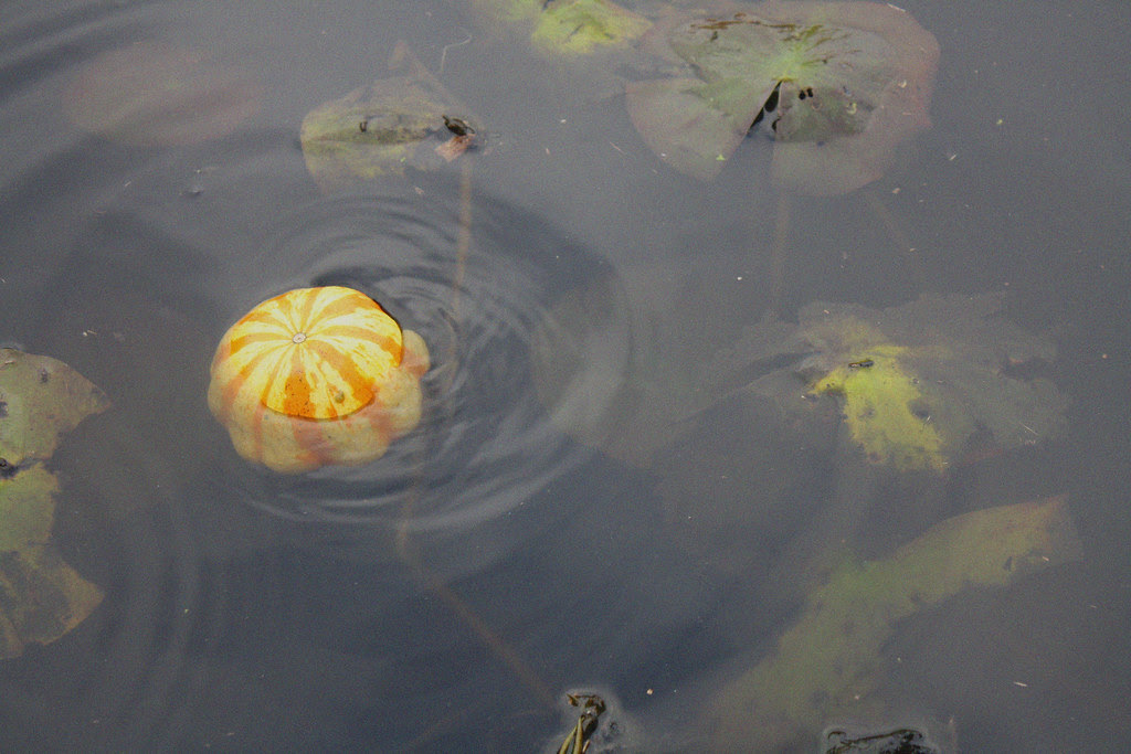 floating squash