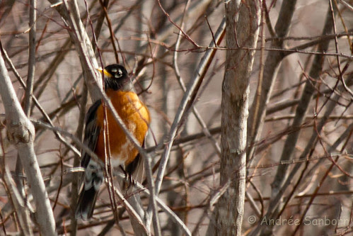 First Robin of Spring (Turdus migratorius) (5 of 6).jpg