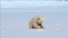 Seal surprises baby polar bear