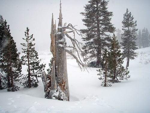 Snow Tree
