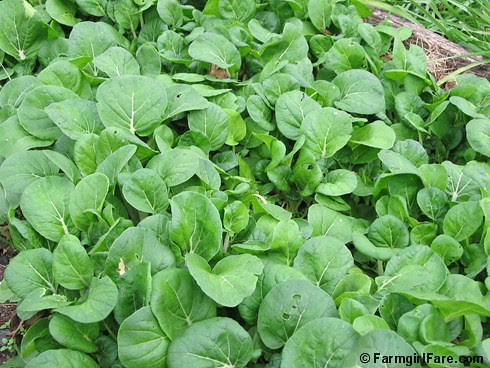 Asian greens in the kitchen garden 10-10-06
