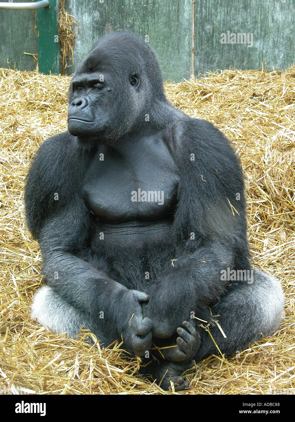 Port lympne wild animal park gorilla