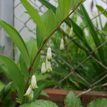 アマドコロの育て方 ヤサシイエンゲイ