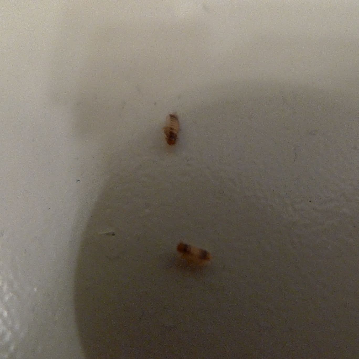images for bed bug larvae displaying images for bed bug larvae ...