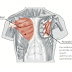 Chest Muscles Diagram / Thoracic Wall And Breast Illustrations : Almost every muscle constitutes one part of a pair of identical.