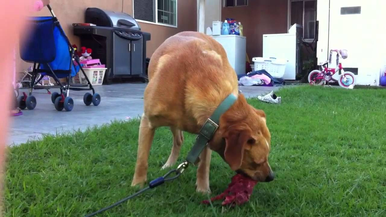 Dog eating its' puppy!! - YouTube