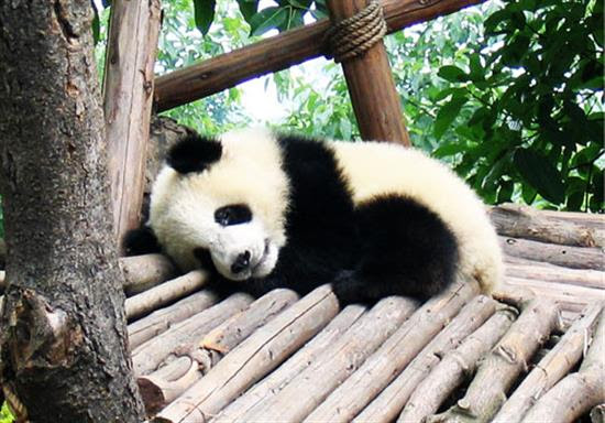 baby-panda-photos-17