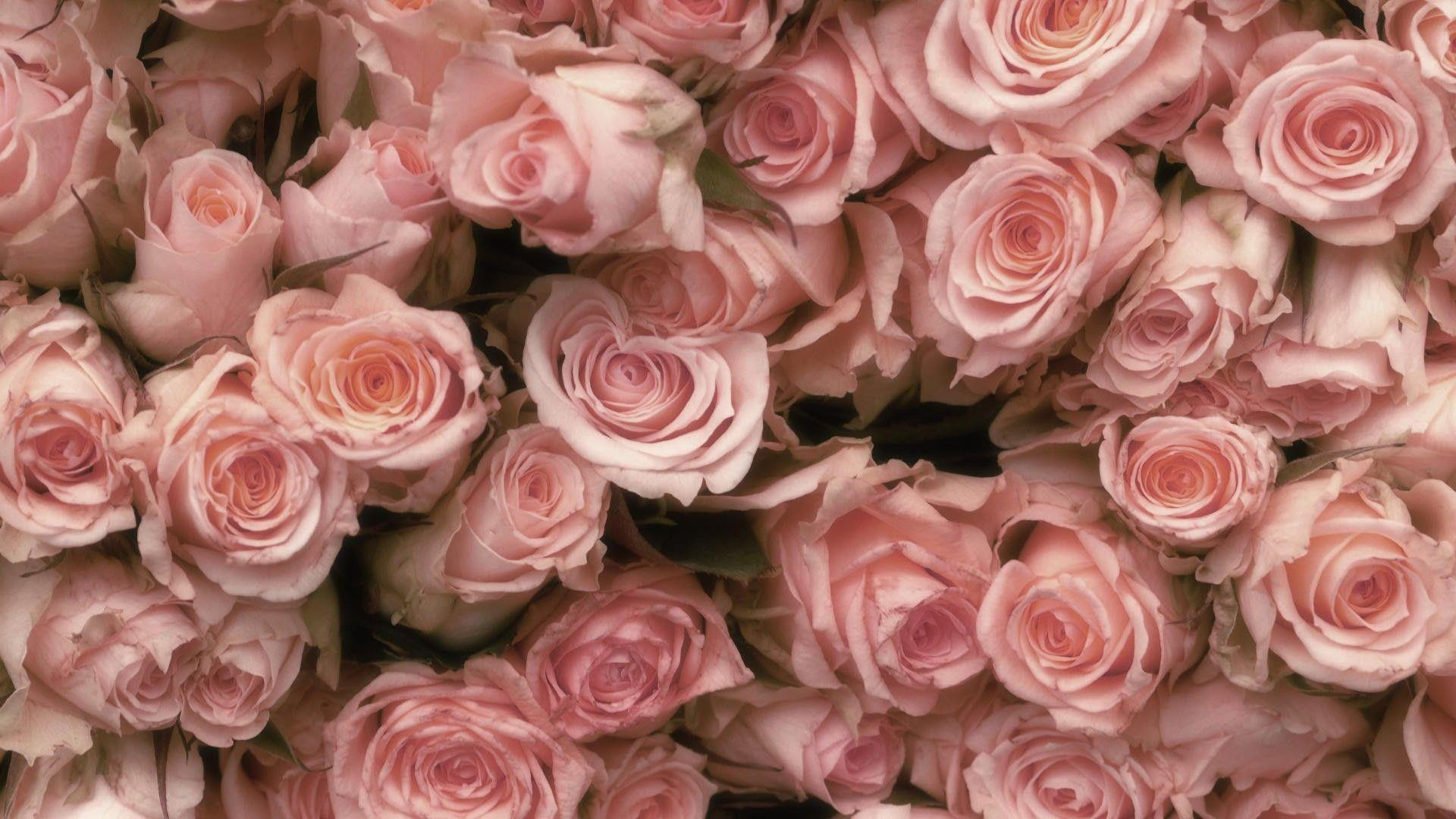 Pink Roses Wallpapers - Wallpaper Cave
