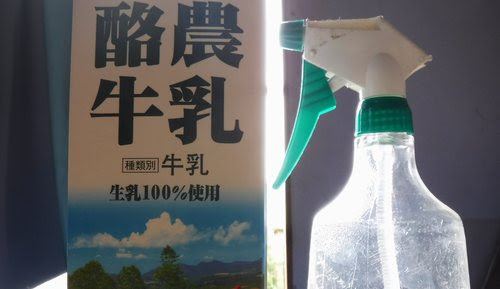 パセリのアブラムシ駆除を農薬を使わずに行う なるぶろ