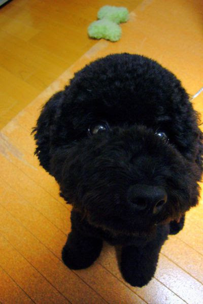 トイプードルは毛色によって性格が違いますが 小型犬 の中では一番頭がいいんです ミニピンがくれたトイプードルとのご縁