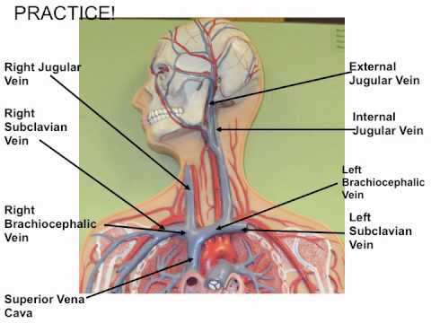 Blood Vessel Man Model - YouTube