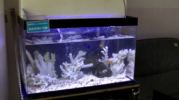 発生したシアノバクテリア どうすれば 良いのだよう シアノバクテリアについて 海水魚のパイオニア 日海センター 日海フィッシュコム