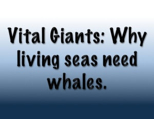 whales