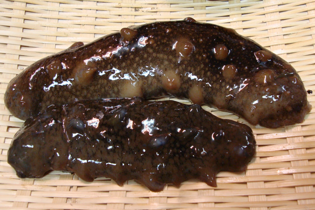 ナマコ 別冊シーガルハウス 旬をおいしく 採 獲 摂る