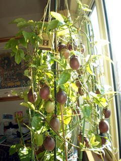 パッションフルーツの育て方