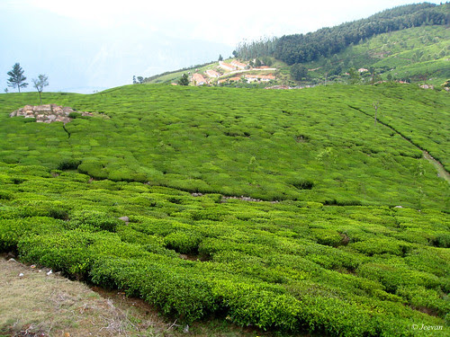 Kodanad Estate