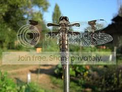 dragonfly
