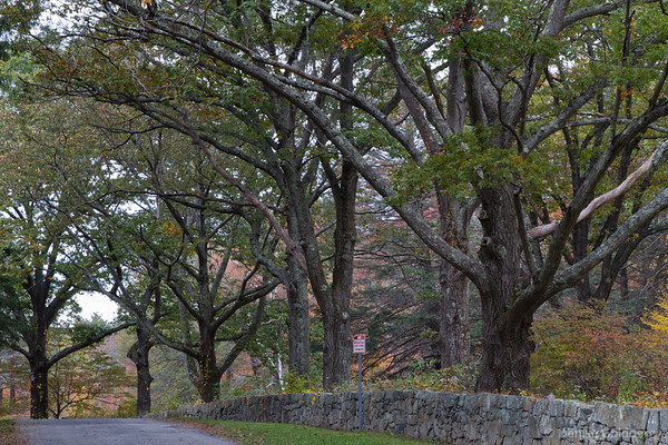 bare limbed trees, Maudslay State Park