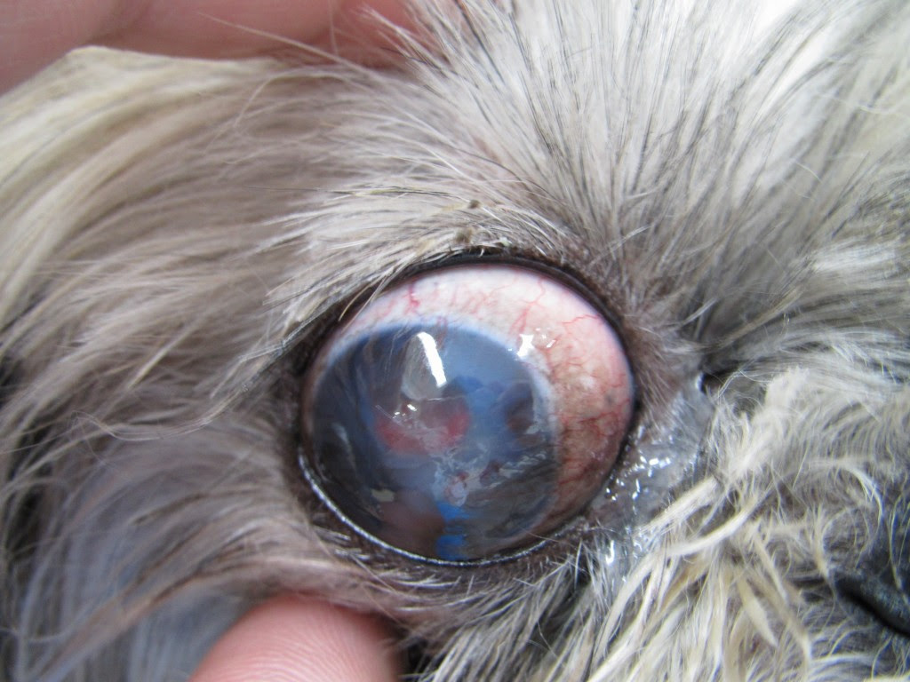 露出性角膜症 アニマルクリニックフロンティア