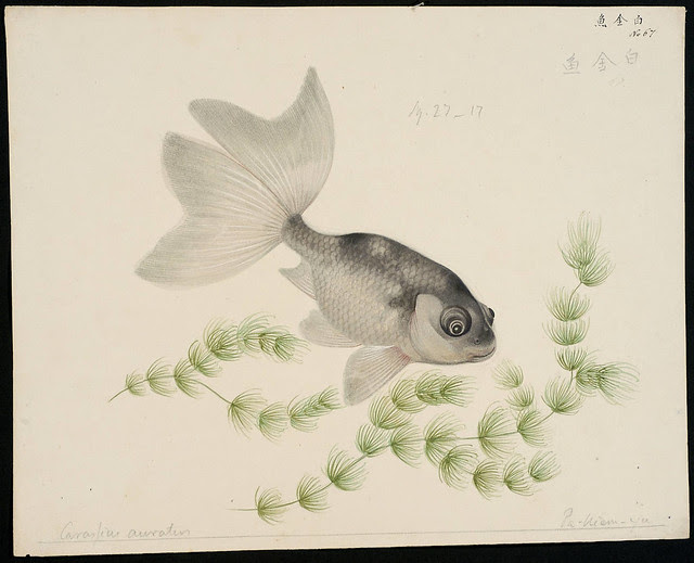 Carrasius auratus [Carrasius auratus (Linnaeus, 1758)]
