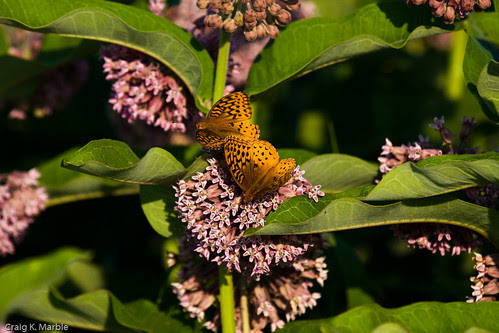 Great Spangled Fritillary
