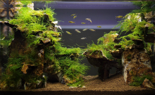 世界水草コンテスト 栃木 宇都宮 アクアリウムショップ おさかなや メダカ 水草 熱帯魚 海水魚 サンゴ 淡水魚 エビ 水槽メンテナンス 水槽設置 メダカ掬い 生体引取り 生体買取 機材引取り 機材買取