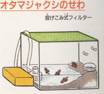 オタマジャクシ カエルのかんさつ
