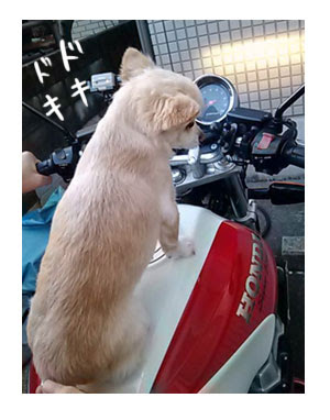 バイクに乗った福 ちまっと出会い チョコクロ福姉妹 ちぃぷぅ