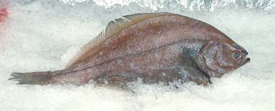 Blackback Flounder Nitty Grits