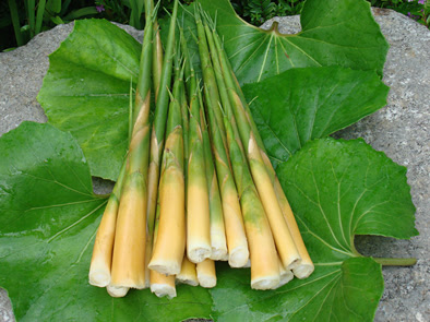 やっと見つけた竹の子の王様 大名竹 武井シェフblog Sankara Yakushima サンカラ