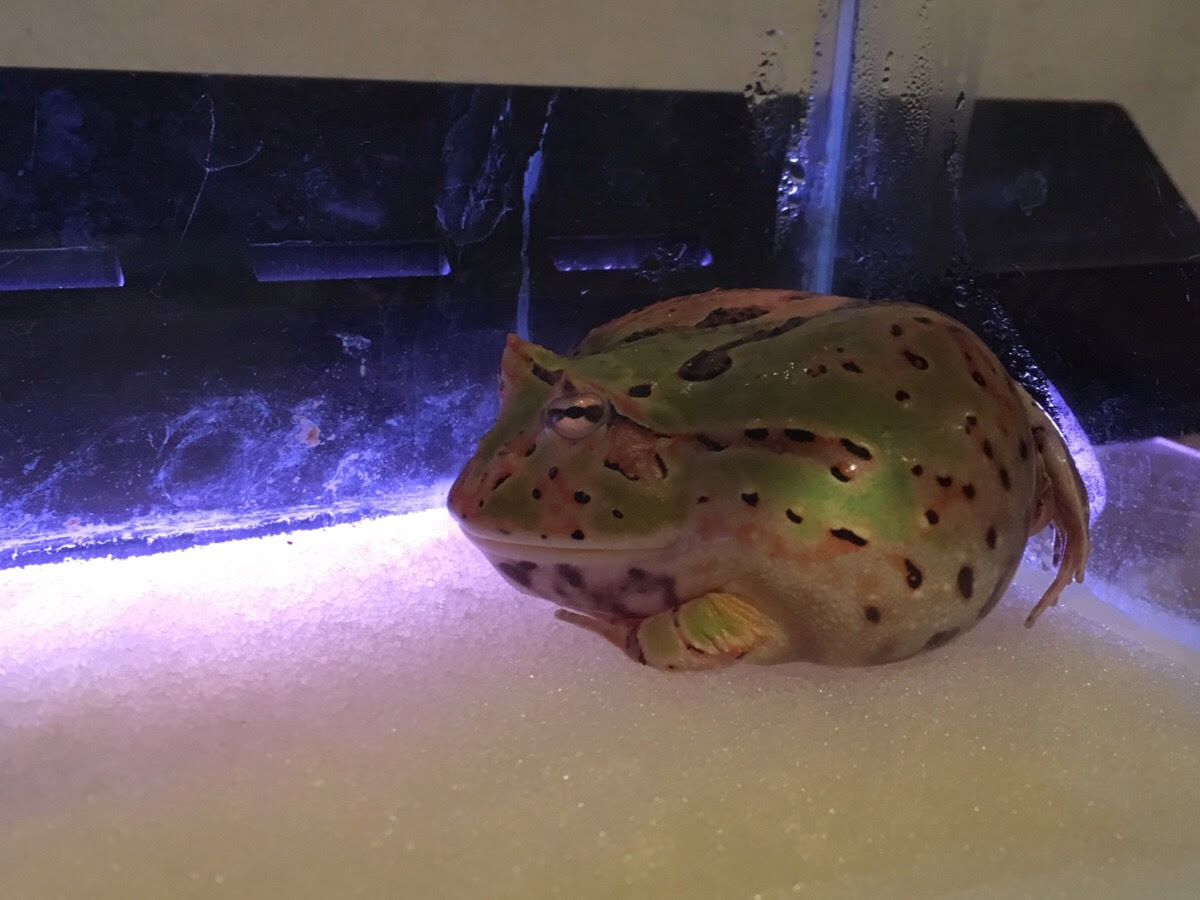 爬虫類飼育サイト Dragon S Gate Blog Archive カエルがパンパンに