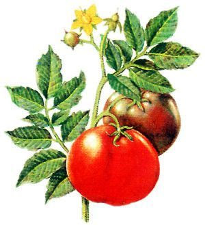 les vertus de la tomate