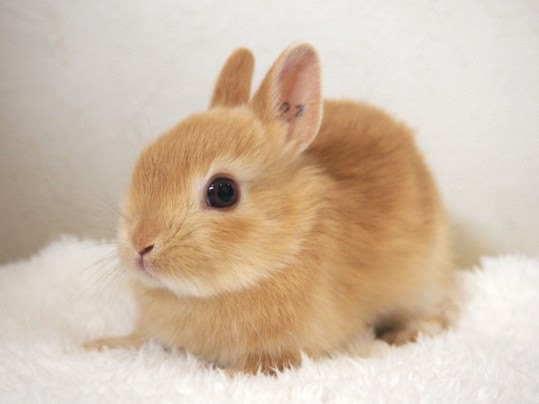 うさぎ