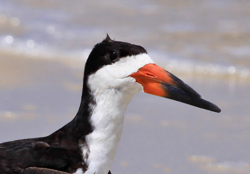 Black Skimmer