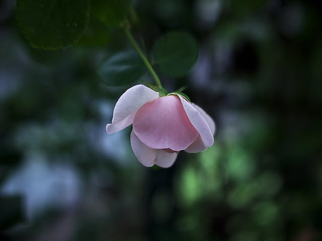 P5270528
