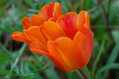 orange tulips