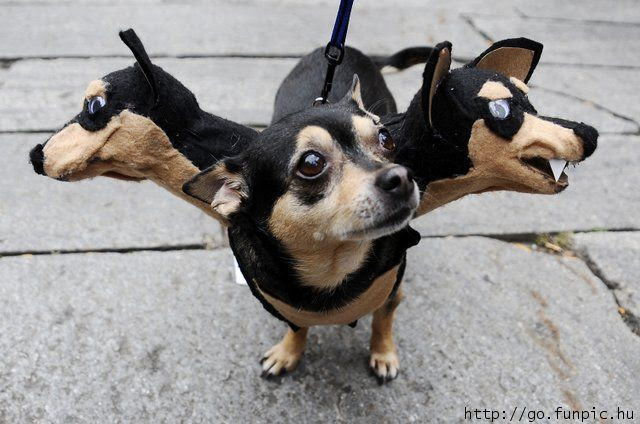 cute dog pictures with captions. funny dog pictures with