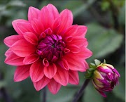 23+ Bunga Dahlia Tumbuhan Yang Berkembang Biak Dengan, Trend Terbaru!