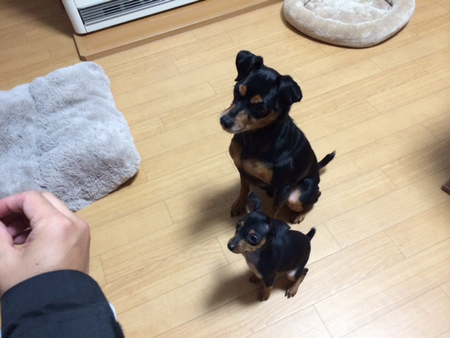ミニチュアピンシャー ミニピン ブリーダーｍｐハウス なっつちゃん