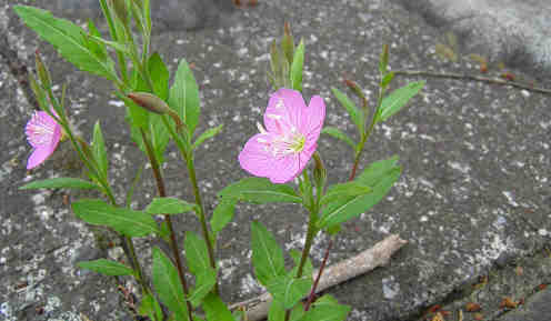 雑草の花が可愛い 続々 ゆったりロード 南浅川 散歩 楽天ブログ