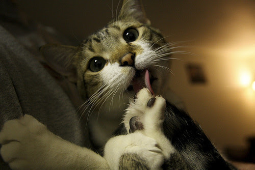 cat, cute, hilarious