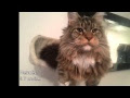 Plus de 200 bébé maine coon 165843-Bébé maine coon a donner
