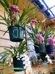 Inspirasi 19+ Bunga Anggrek Cymbidium