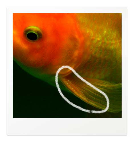 白点病の見分け方と治療法 写真で比べる白点病と間違いやすい症状 金魚飼育マニュアル 木苺共和国