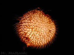 DSCN6607