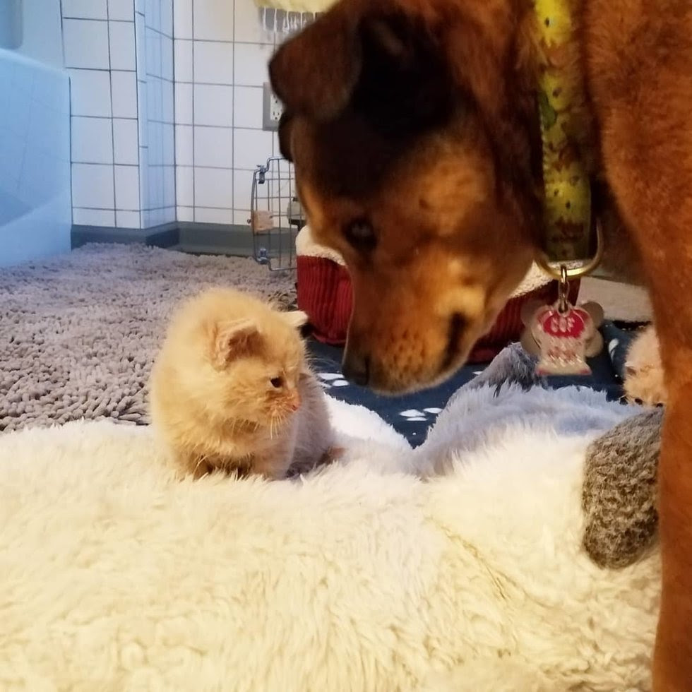 雨の日に子猫を助けた犬のターボ 父親になる Netgeek